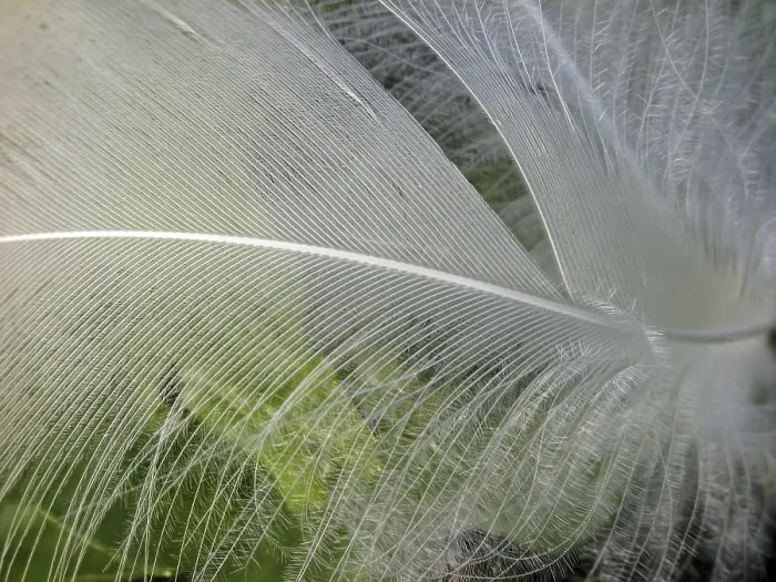 Framed Print : Bird Feather Print - Feather Bird Feather Framed Print : Bird Feather Print - Feather Bird Feather
