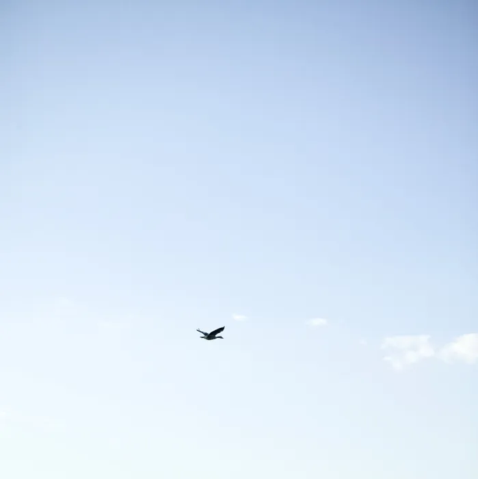 Framed Print : Bird Flying Print Framed Print : Bird Flying Print