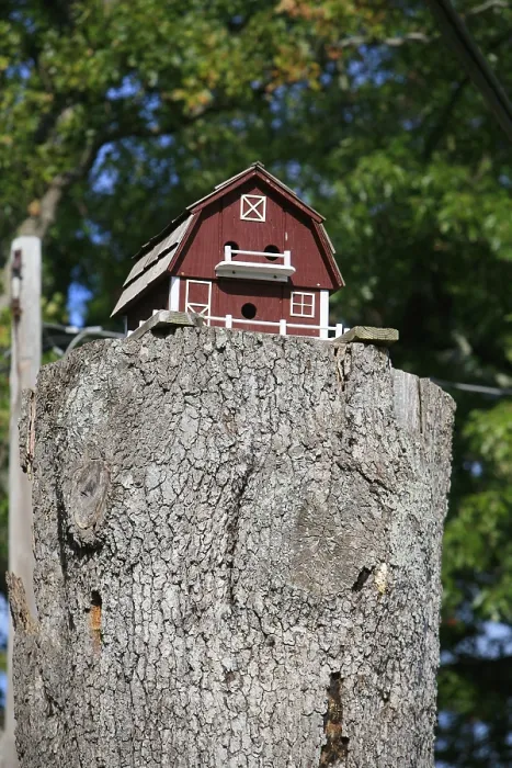 Framed Print : Bird House Print on Tree Trunk Framed Print : Bird House Print on Tree Trunk