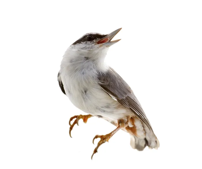 Framed Print : Nutcracker Bird Print - ImageBROKER