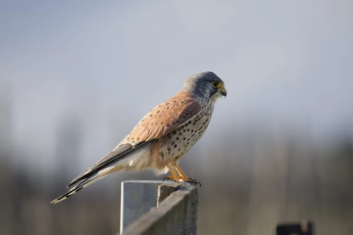 Framed Print : A Kestrel Observing its Surroundings Print Framed Print : A Kestrel Observing its Surroundings Print