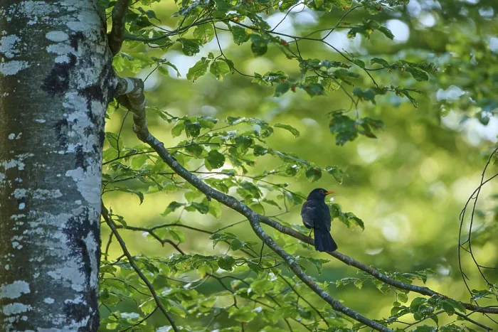 Framed Print : Blackbird Perched on Twig Print, Slovenia Framed Print : Blackbird Perched on Twig Print, Slovenia