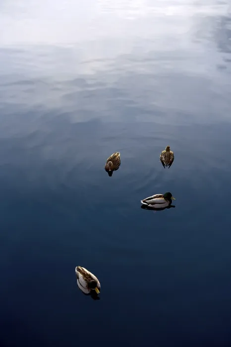 Framed Print : Birds Floating Print Framed Print : Birds Floating Print