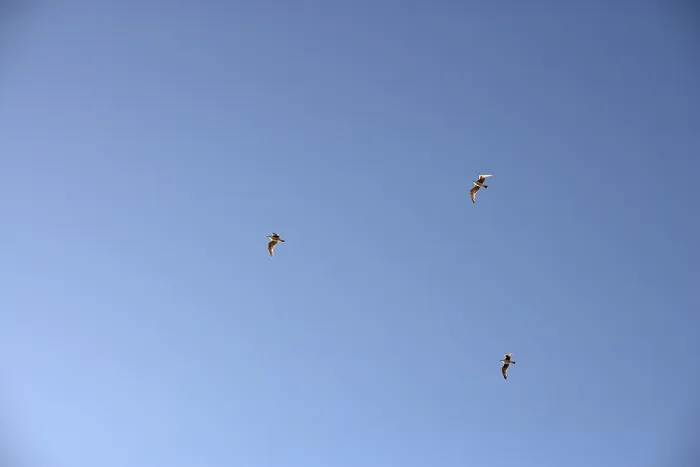 Framed Print : Birds in the Sky Print Framed Print : Birds in the Sky Print