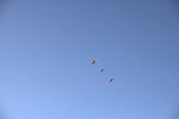 Framed Print : Birds in the Sky Print Framed Print : Birds in the Sky Print