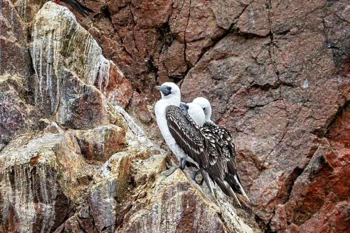 Framed Print : Two Birds on a Colourful Cliff Face Print Framed Print : Two Birds on a Colourful Cliff Face Print