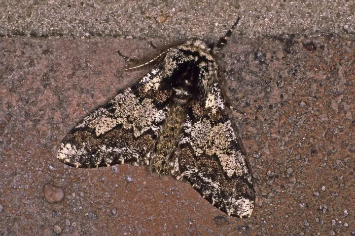 Framed Print : Biston betularia Print of Peppered Moth Framed Print : Biston betularia Print of Peppered Moth