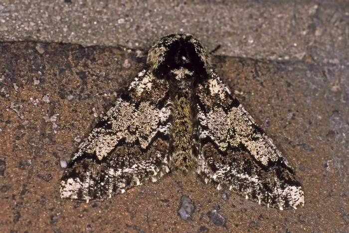Framed Print : Biston betularia Print - Peppered Moth