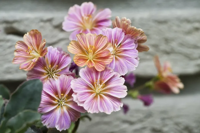 Framed Print : Bitterroot (Lewisia cotyledon) Print, Emsland, Germany Framed Print : Bitterroot (Lewisia cotyledon) Print, Emsland, Germany