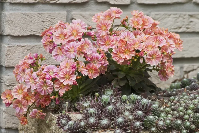 Framed Print : Bitterroot (Lewisia cotyledon) Print, Emsland, Germany Framed Print : Bitterroot (Lewisia cotyledon) Print, Emsland, Germany