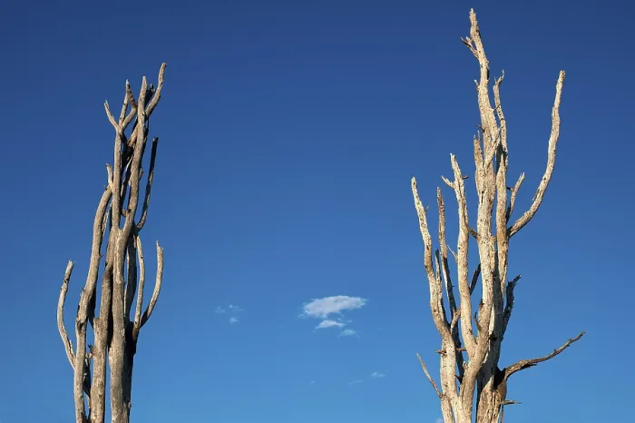 Framed Print : Bizarre Dead Tree Formation Print, Chobe National Park Framed Print : Bizarre Dead Tree Formation Print, Chobe National Park