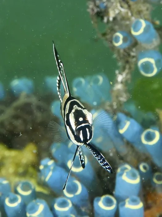 Framed Print : A black-and-white fish with a striking pattern Framed Print : A black-and-white fish with a striking pattern
