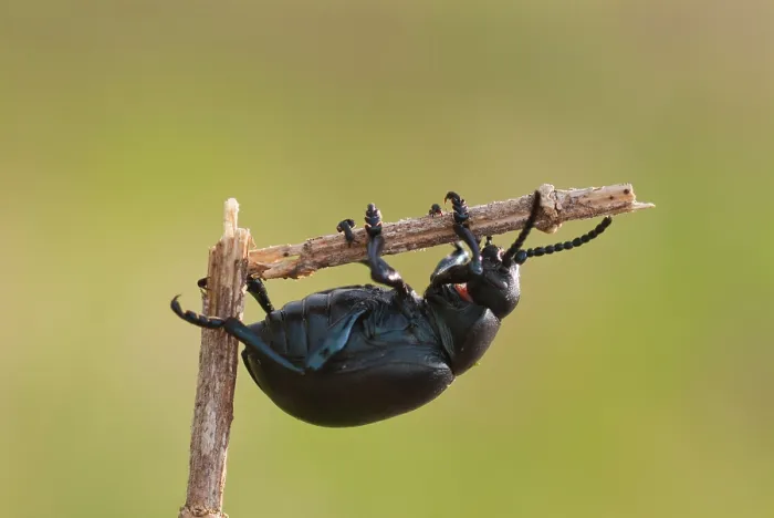 Framed Print : Black Beetle Print Framed Print : Black Beetle Print
