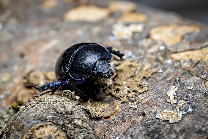 Framed Print : A Black Beetle on a Tree Trunk Print Framed Print : A Black Beetle on a Tree Trunk Print