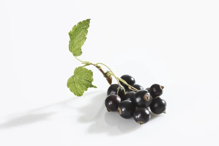 Framed Print : Black Currants with Leaf Print Framed Print : Black Currants with Leaf Print