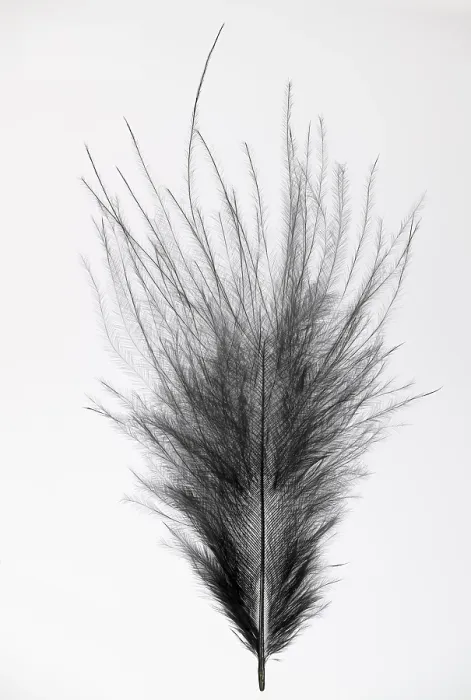 Framed Print : Black Feather Print, Germany Framed Print : Black Feather Print, Germany