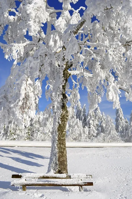Framed Print : Black Forest Winter Landscape Print Framed Print : Black Forest Winter Landscape Print