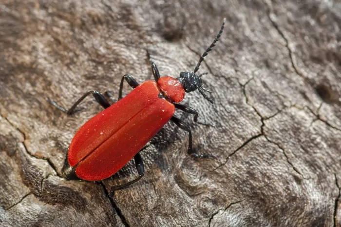 Framed Print : Black headed cardinal beetle Print, Pyrochroa coccinea Framed Print : Black headed cardinal beetle Print, Pyrochroa coccinea