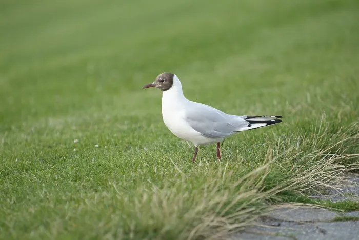 Framed Print : Black-headed Gull Print Framed Print : Black-headed Gull Print