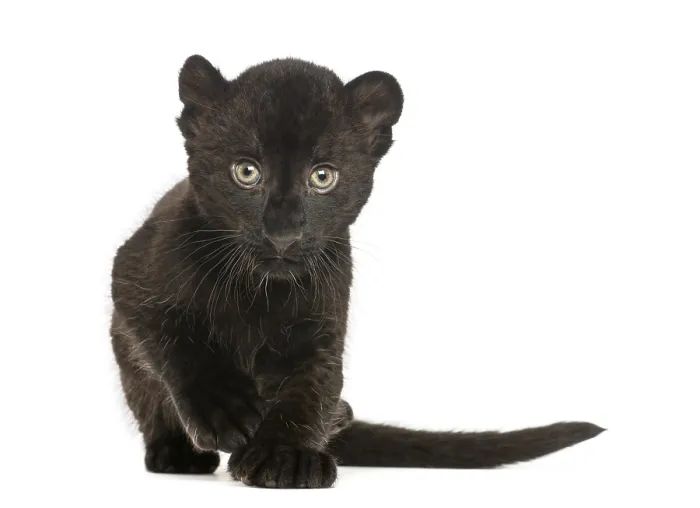 Framed Print : Black Leopard Cub Print - 3 Weeks Old Framed Print : Black Leopard Cub Print - 3 Weeks Old