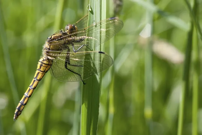 Framed Print : Black-tailed Skimmer Print Framed Print : Black-tailed Skimmer Print