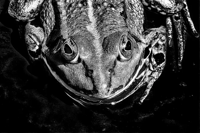 Framed Print : Black and White Print of a Textured Pond Frog Framed Print : Black and White Print of a Textured Pond Frog
