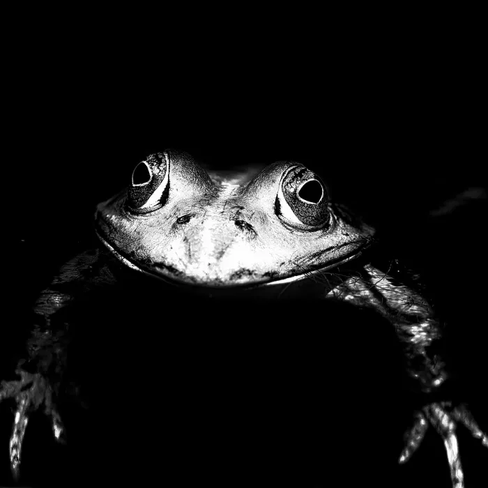 Framed Print : Front View Print of a Black and White Pond Frog in Bavaria Framed Print : Front View Print of a Black and White Pond Frog in Bavaria