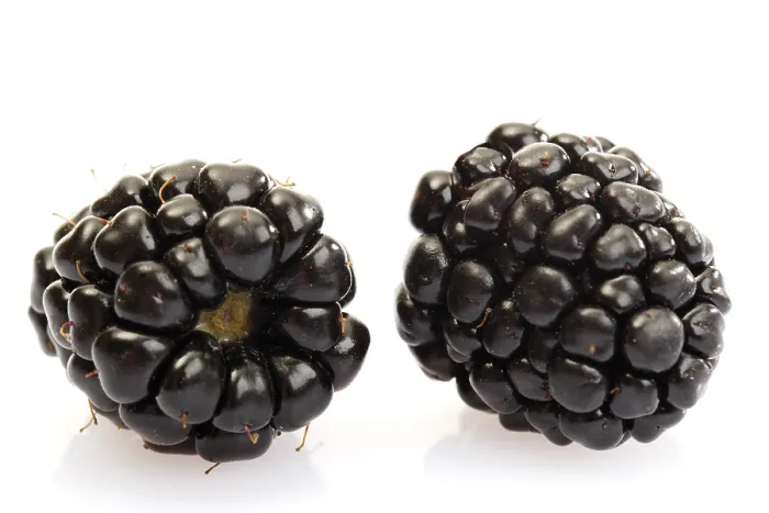 Framed Print : Two Blackberries Print Framed Print : Two Blackberries Print