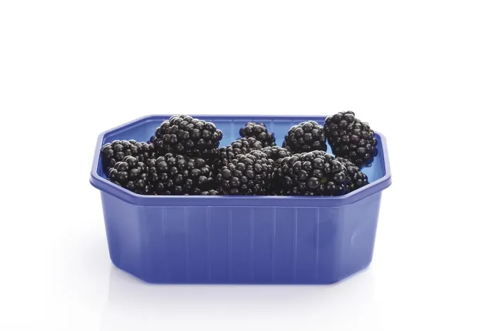 Framed Print : Blackberries in a plastic box Print Framed Print : Blackberries in a plastic box Print