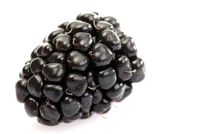 Framed Print : Blackberry Print by imageBROKER