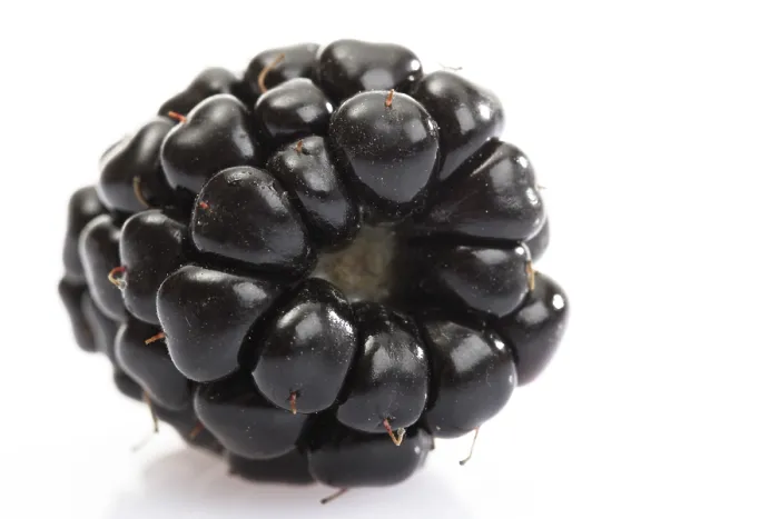 Framed Print : Blackberry Print by imageBROKER Framed Print : Blackberry Print by imageBROKER