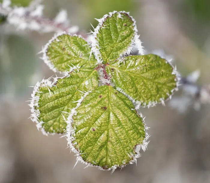 Framed Print : Blackberry Print: Hoarfrost on Leaves in Thuringia, Germany Framed Print : Blackberry Print: Hoarfrost on Leaves in Thuringia, Germany