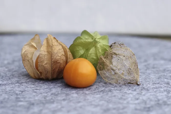 Framed Print : Physalis Fruit Development Print Framed Print : Physalis Fruit Development Print