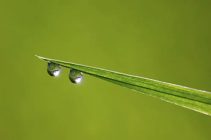Framed Print : Blade of Grass with Dewdrops Print Framed Print : Blade of Grass with Dewdrops Print