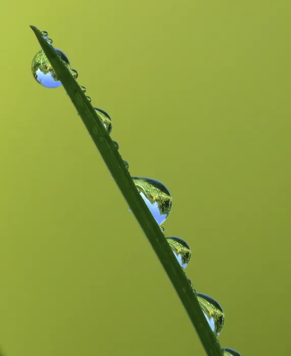 Framed Print : Print of a Single Blade of Grass Framed Print : Print of a Single Blade of Grass