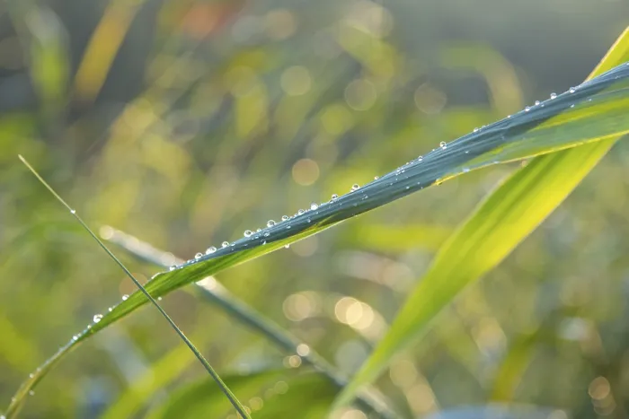 Framed Print : Dew-Kissed Blade of Grass Print Framed Print : Dew-Kissed Blade of Grass Print
