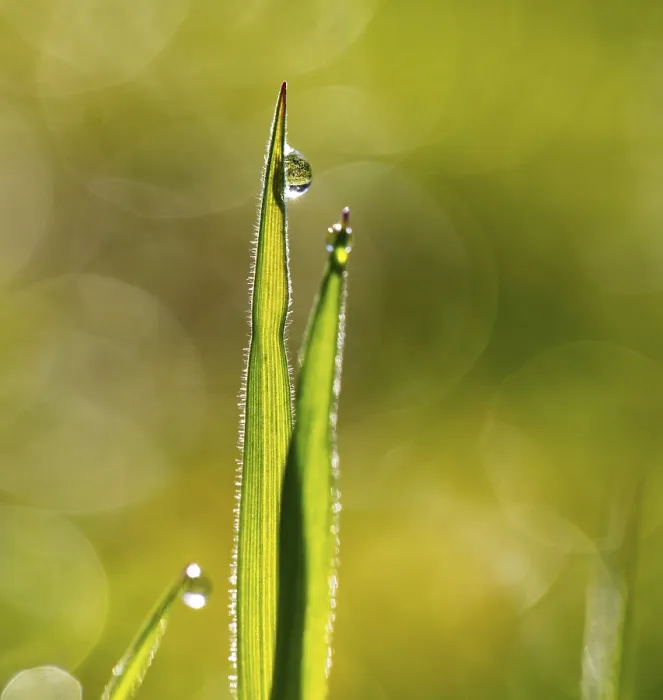Framed Print : Blade of grass with dewdrops, Austria Print Framed Print : Blade of grass with dewdrops, Austria Print