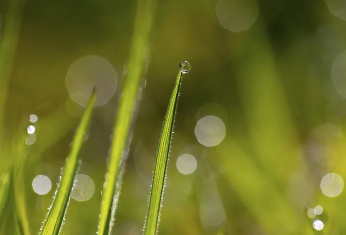 Framed Print : Austrian Landscape Print: Blade of Grass with Dewdrops Framed Print : Austrian Landscape Print: Blade of Grass with Dewdrops