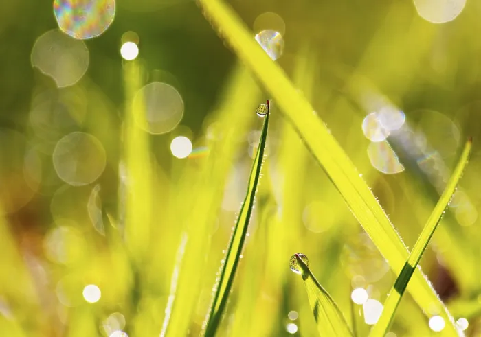 Framed Print : Austrian Dewdrop Landscape Print Framed Print : Austrian Dewdrop Landscape Print