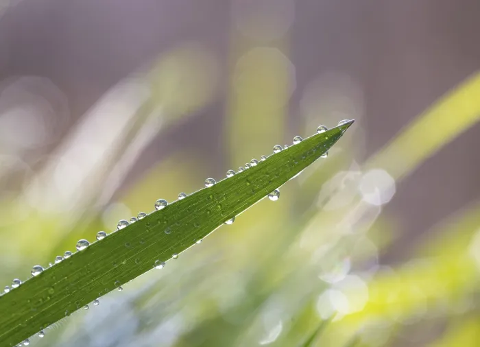 Framed Print : Austrian Landscape Print: Blade of Grass with Dewdrops Framed Print : Austrian Landscape Print: Blade of Grass with Dewdrops