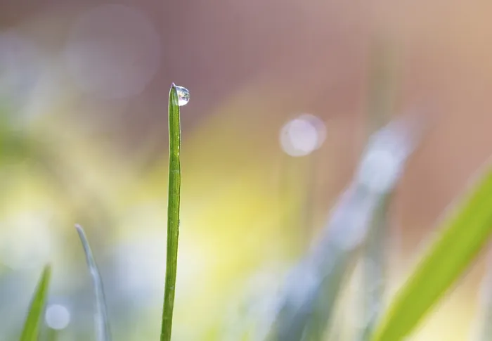 Framed Print : Austrian Landscape Print: Blade of Grass with Dewdrops Framed Print : Austrian Landscape Print: Blade of Grass with Dewdrops