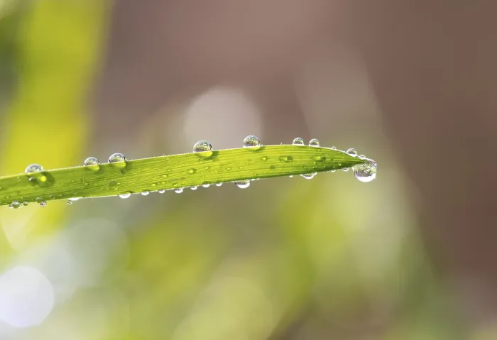 Framed Print : Austrian Landscape Print: Dewy Blade of Grass Framed Print : Austrian Landscape Print: Dewy Blade of Grass