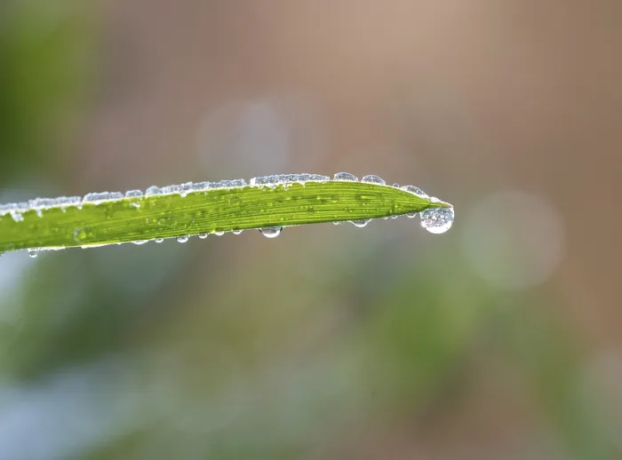 Framed Print : Blade of Grass with Dewdrops Print, Austria Framed Print : Blade of Grass with Dewdrops Print, Austria
