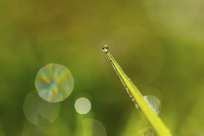 Framed Print : Print of Blade of grass with dewdrops, Austria Framed Print : Print of Blade of grass with dewdrops, Austria