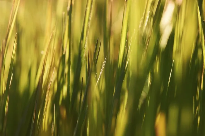 Framed Print : Blade of Grass Print, Germany Framed Print : Blade of Grass Print, Germany