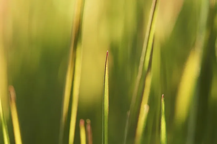 Framed Print : Print of a Single Blade of Grass, Germany Framed Print : Print of a Single Blade of Grass, Germany
