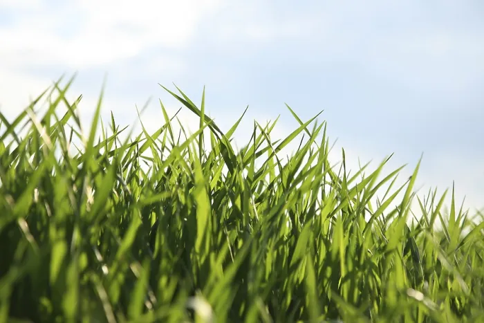 Framed Print : Blades of Grass Print Framed Print : Blades of Grass Print