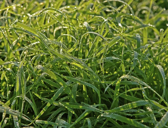 Framed Print : Blades of Grass with Dew Drops Print Framed Print : Blades of Grass with Dew Drops Print