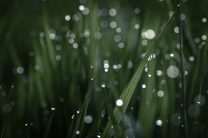 Framed Print : Blades of Grass with Dewdrops Print, Mindelheim, Bavaria Framed Print : Blades of Grass with Dewdrops Print, Mindelheim, Bavaria
