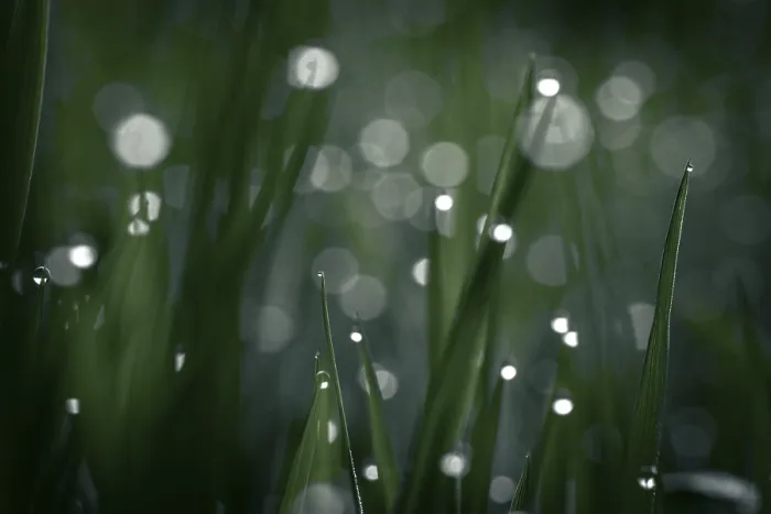 Framed Print : Blades of grass in detail with dewdrops, Mindelheim Print Framed Print : Blades of grass in detail with dewdrops, Mindelheim Print
